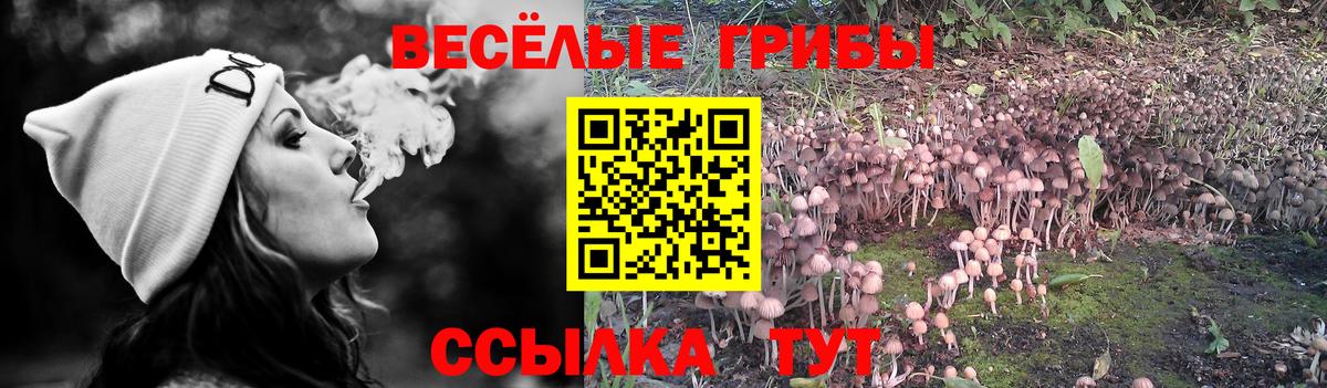 Курск  наркотики  Вход с VPN  Псилоцибиновые грибы Cubensis 